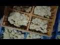10000 Chick Receiving at Farm | Broiler chick | Chick Arrival | Broiler ...