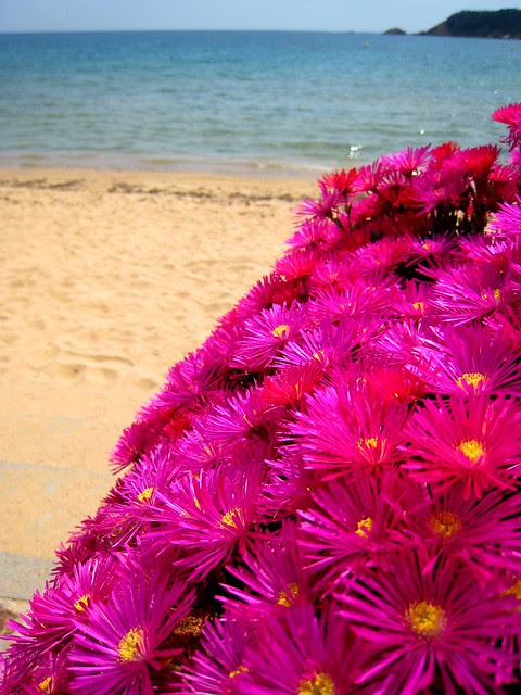 Flowers by the beach