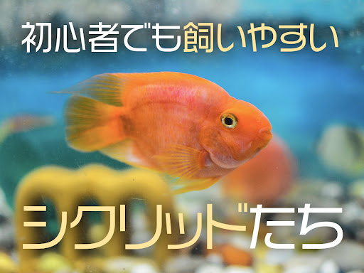 イメージ