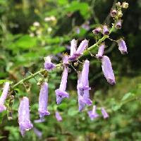 はなq 花の色から検索 夏に咲く紫色の花を写真で探す草花 樹木の図鑑