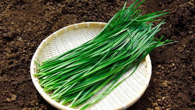 ニラの簡単プランター菜園 一度植えたら4 5年収穫可能 カゴメ株式会社