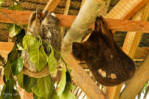 Flying Lemurs