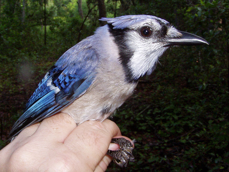 Blue Jay
