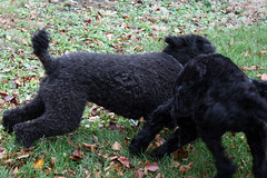 dogs 019