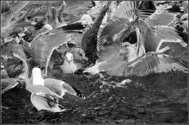 _DSC6672-bw