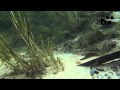 √無料でダウンロード！ amazon river basin underwater 274762-Underwater amazon river basin pictures