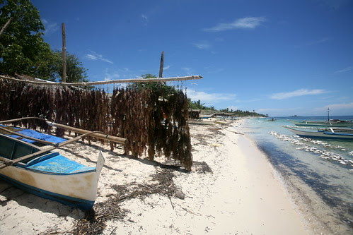 seaweed being hang-dried
