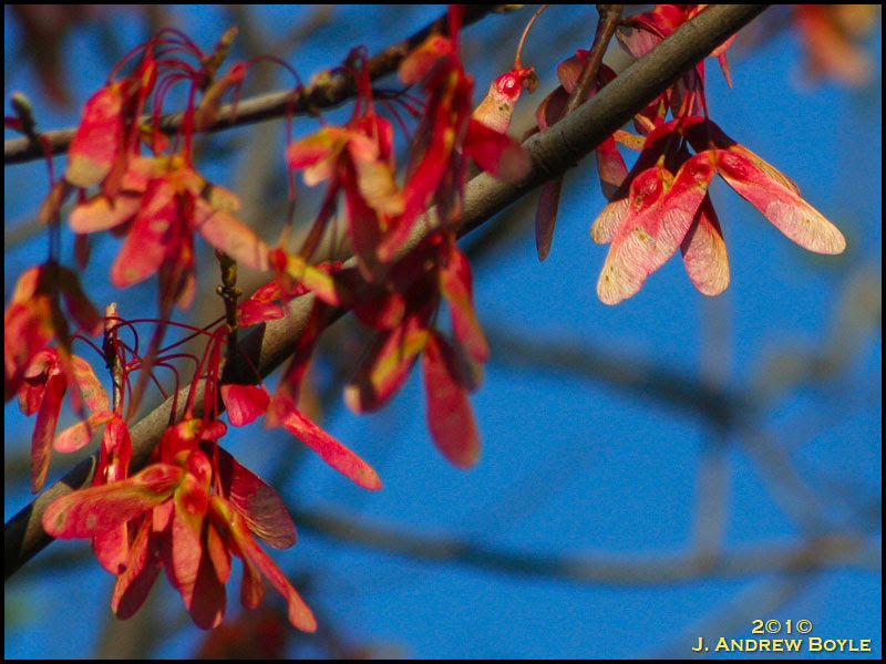 Maple