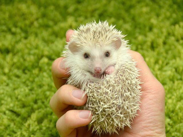 かわいくて癒される ハリネズミの高画質な画像 壁紙まとめ 写真まとめサイト Pictas