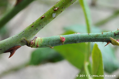 Leaf bud on Dame du Coeur rose