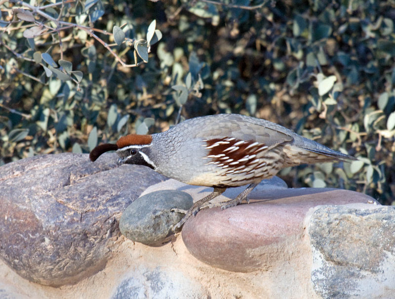Gambel's Quail Gambel's Quail