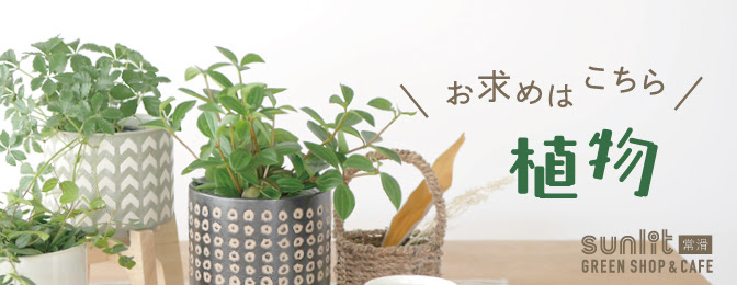 植物の大きさに合った植木鉢のサイズとは 植木鉢の選び方 植木鉢ナビ