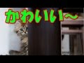 デイジー 世界 一 可愛い 猫 181400