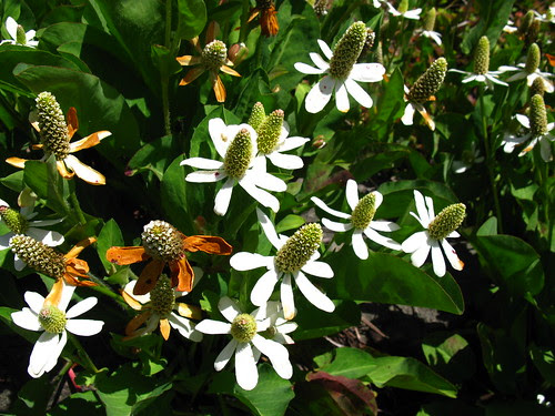 Anemopsis californica