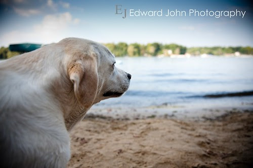Dog protecting it's beach