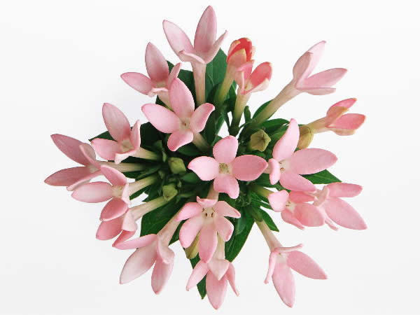 １２月１６日 ブバルディア Bouvardia ３６６日への旅 誕生花編 今日は誕生花