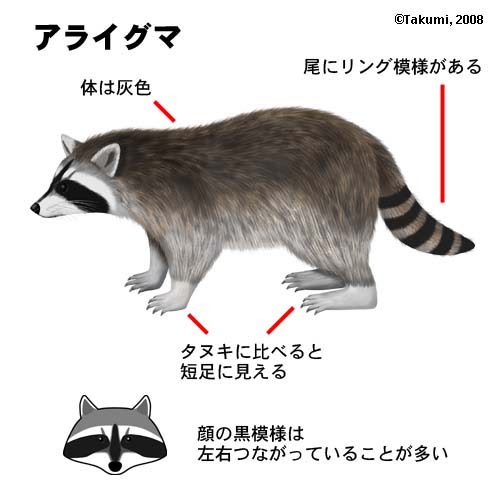 東京タヌキ探検隊 タヌキ それともハクビシン アライグマ