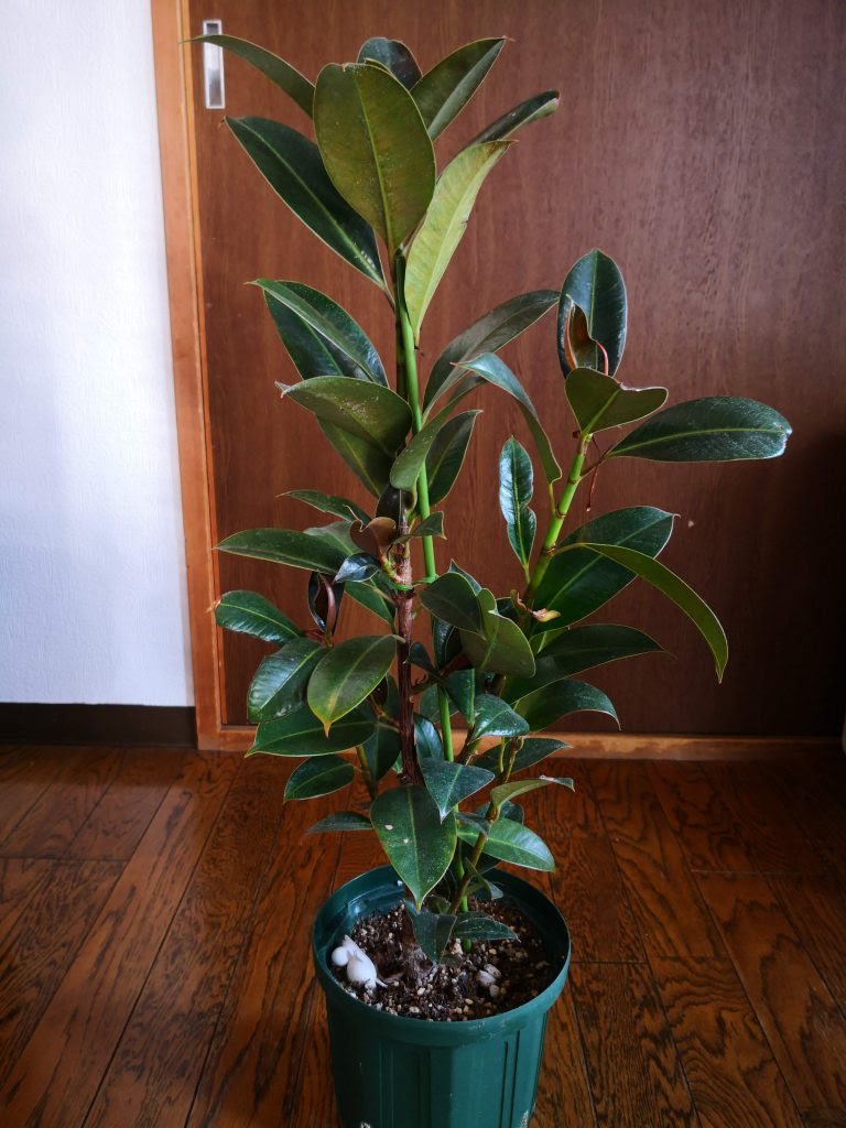 100均植物たちの成長 ゴムの木編 3年半後 年春 ぴすけの庭