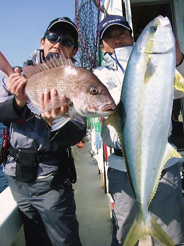 チャーター マグロちゃんのベイトは小イカ ヒラマサ ブリ ハマチ カンパチ マダイ ボッコ アラカブでした 青物の写真少なくてすみません 釣果情報