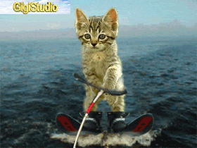 Drole De Chat
