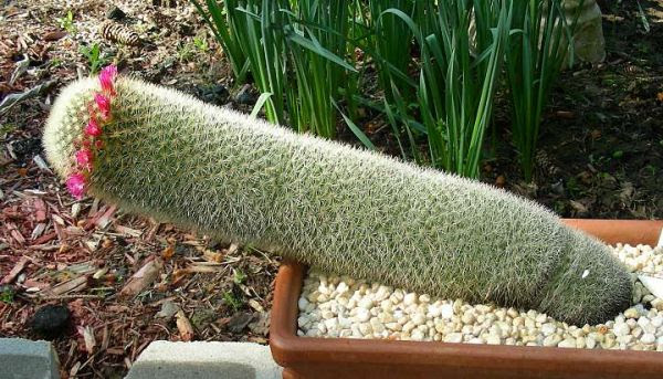Leaning Wobbly Mammillaria Backebergiana Cactiguide Com