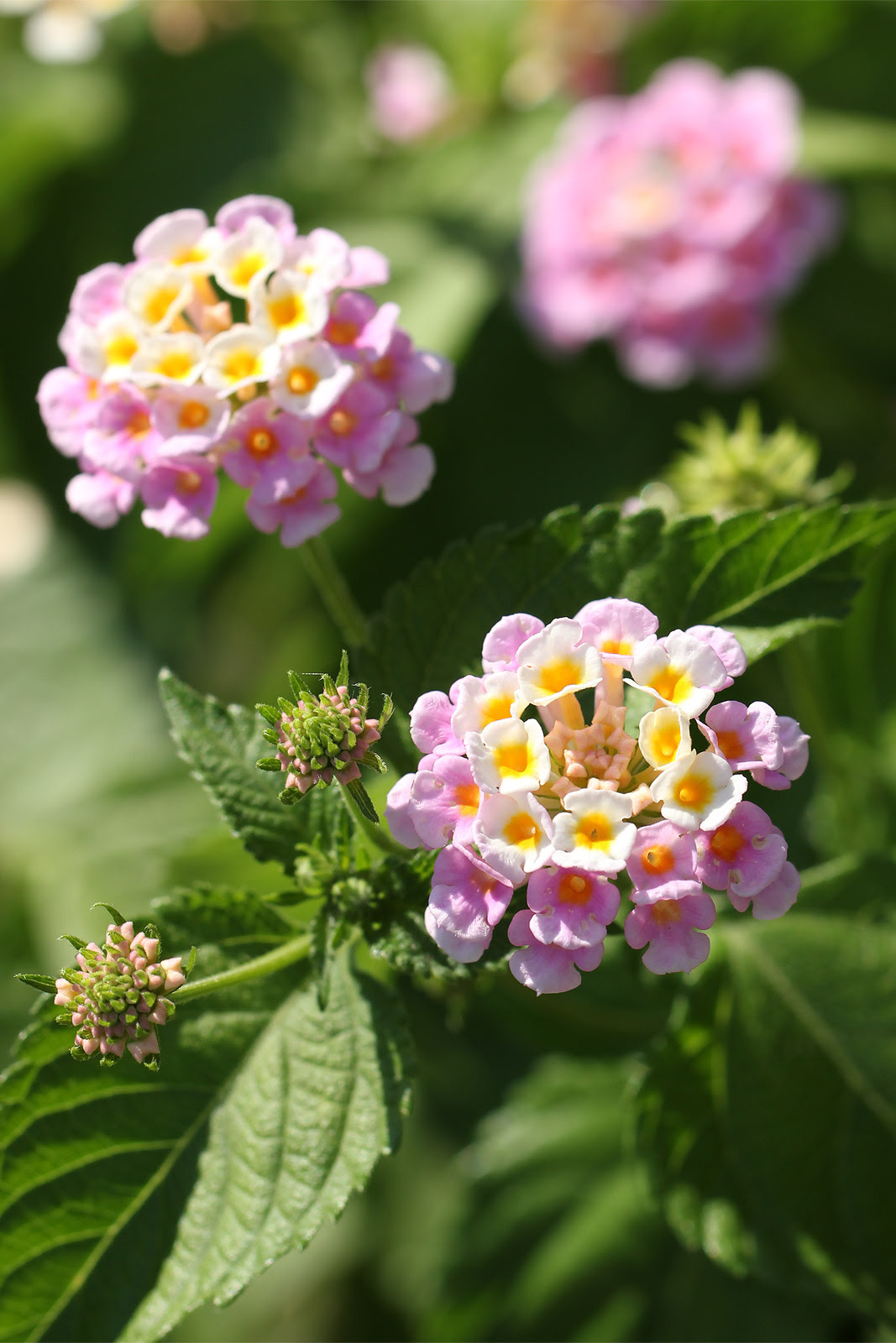 お花の写真集 ランタナ 七変化