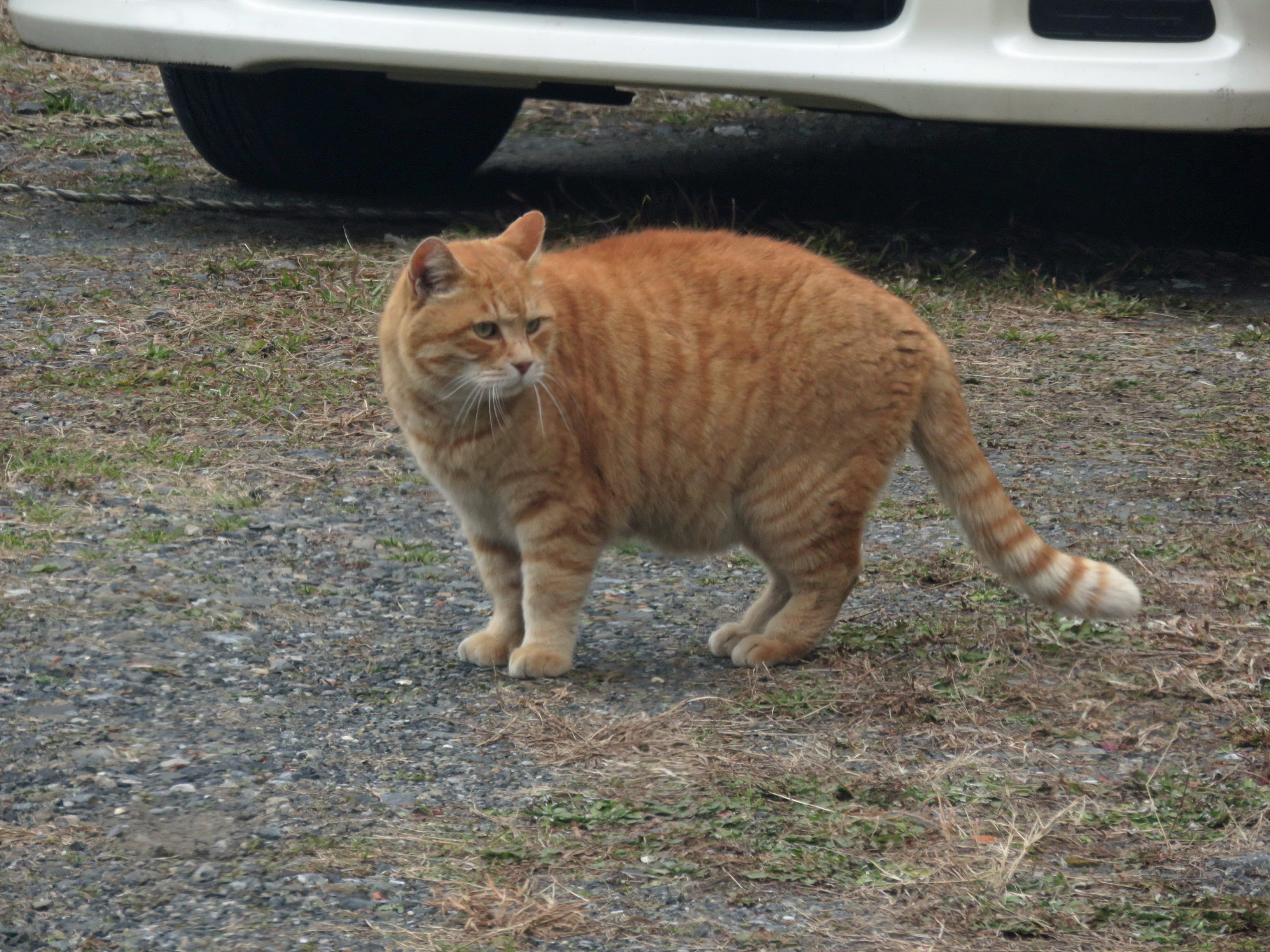 太った猫 Yuimaryu の雑記帳