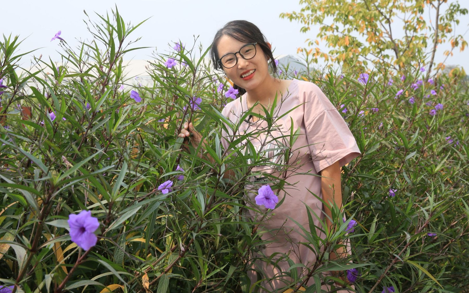 开花机器翠芦莉 花期半年 日日开 哔哩哔哩 つロ干杯 Bilibili