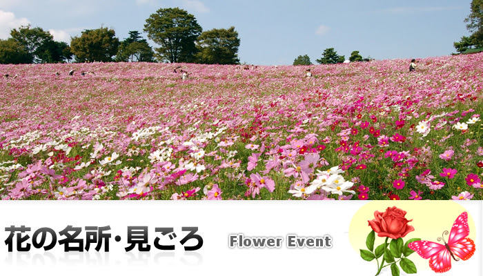 東京 首都圏の花の名所 見ごろガイド おでかけガイド 東京版