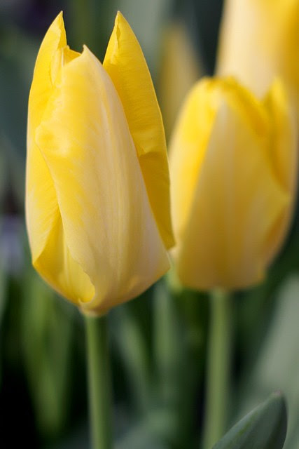 tulips, 1st avenue