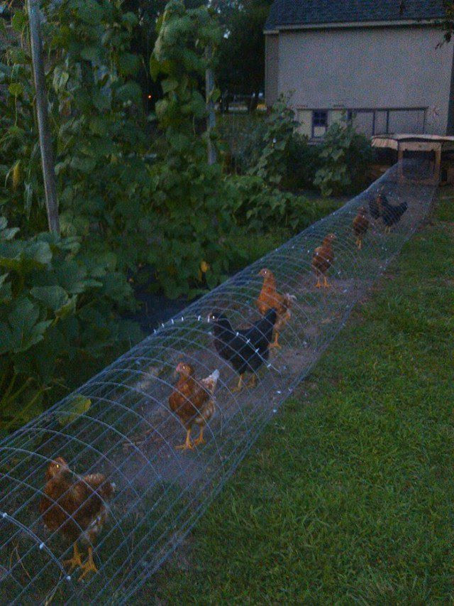 DIY Chicken Tunnel - iCreatived