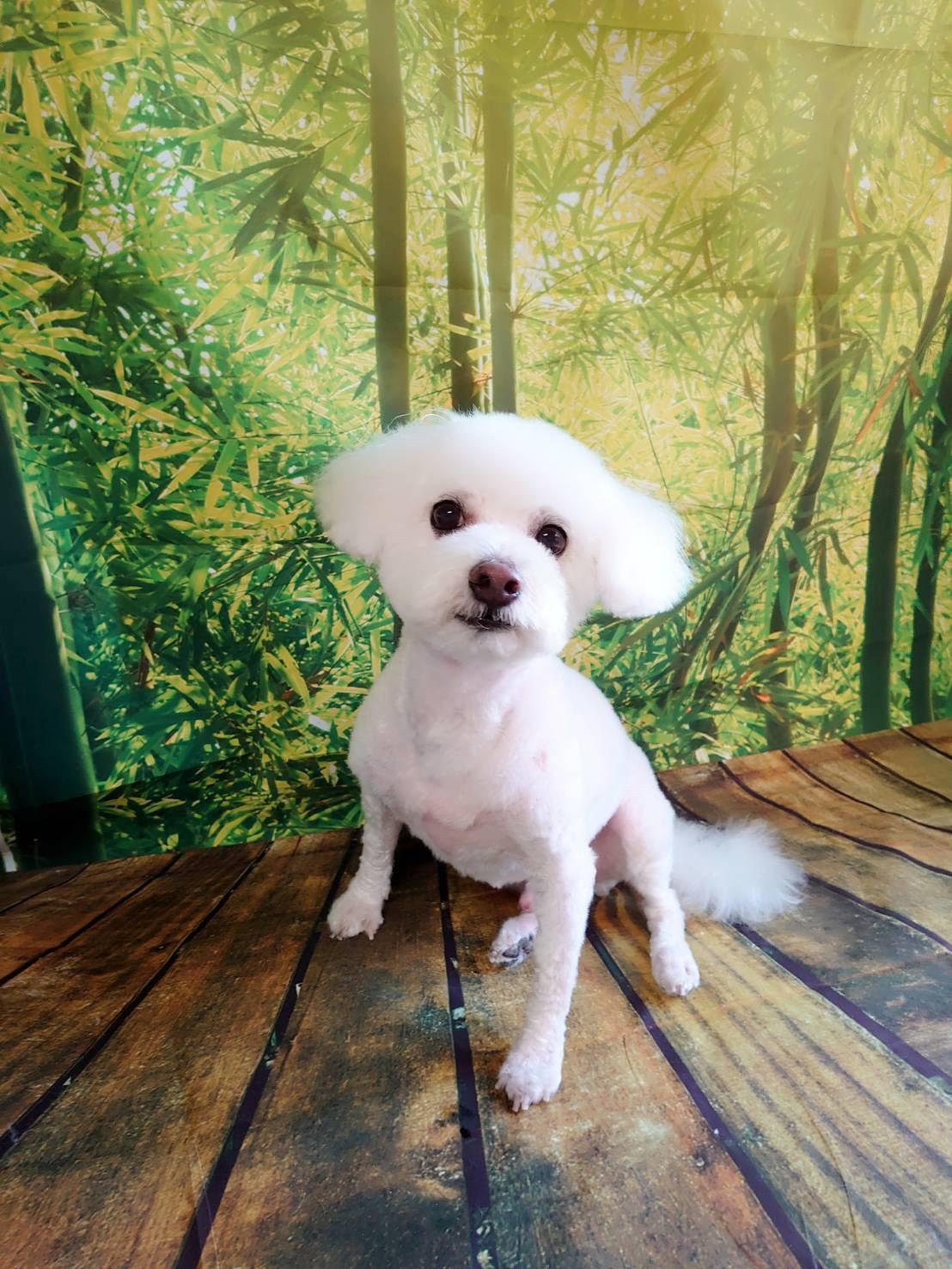 ビションフリーゼのトッティちゃん トリミングコース