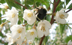 bee tree