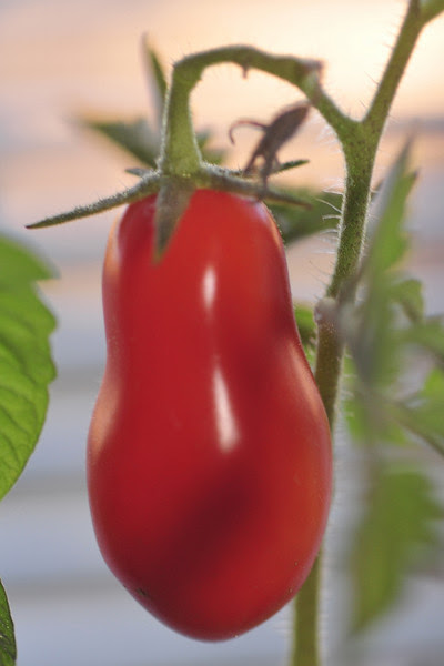indoor tomato