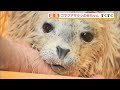 25 ++ 可愛い アザラシの赤ちゃん 275649-アザラシの赤ちゃん 可愛い