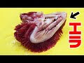 画像をダウンロード えら 魚 312964-エラ 魚 英語