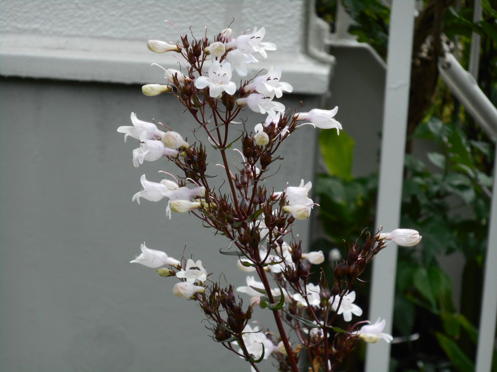茎と葉裏が紫色の白い花の名 はなせんせ