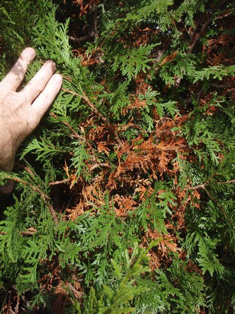 Thuja 'green giant' is a large, needled, evergreen, conifer tree that is a hybrid cultivar of t. Normal brown-GreenGiant | DON'T PANIC -- This browning