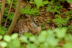 rabbit