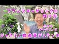 選択した画像 ゼラニウム ローズマリー 寄せ植え 807734