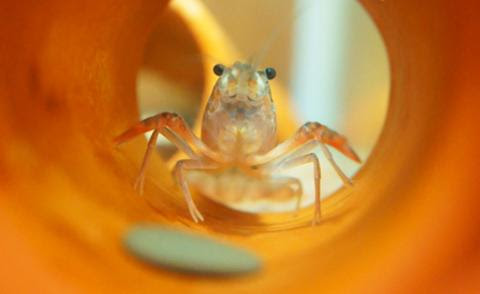 ザリガニが餌を食べない 食欲がない原因って 対処方法は