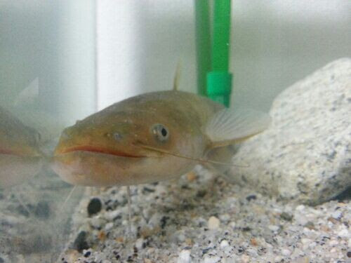 ナマズ飼育 引っ越し完了 旧 はやとの釣りブログ 楽天ブログ