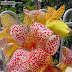 Leaves Canna Lily Varieties : Flowering perennial (annual in colder zones).