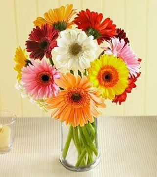 Bunga Gerbera Sebagai Penghias Meja