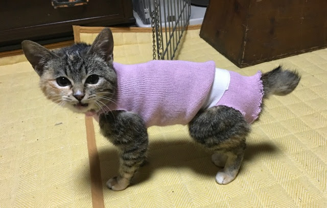 猫の手募金  新潟動物ネットワーク