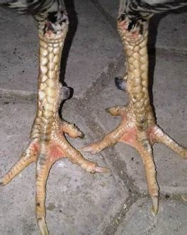 Akan tetapi jenis sisk 1 garis misterius ini masih . Katuranggan Sisik Ayam Dari Primbon Kitab Betaljemur Jawa | Bed
