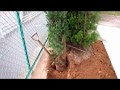 【人気ダウンロード！】 レッドロビン 植え方 163618-レッドロビン 植え方