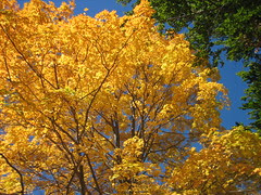 Fall skyline
