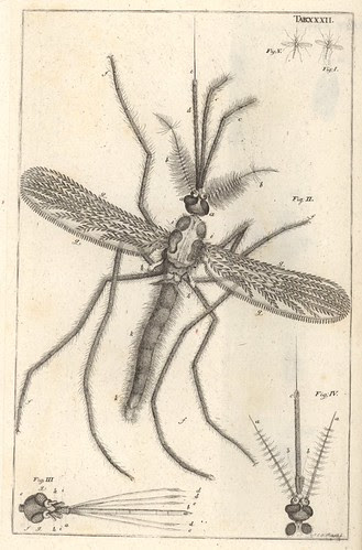  squid from Bible der Natur by Jan Swammerdam