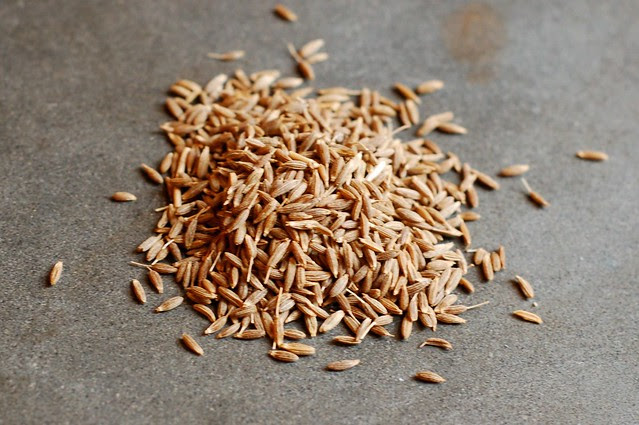 Cumin Seeds by Eve Fox, Garden of Eating blog, copyright 2011
